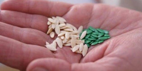 Kako pripremiti sjeme krastavca za sadnju